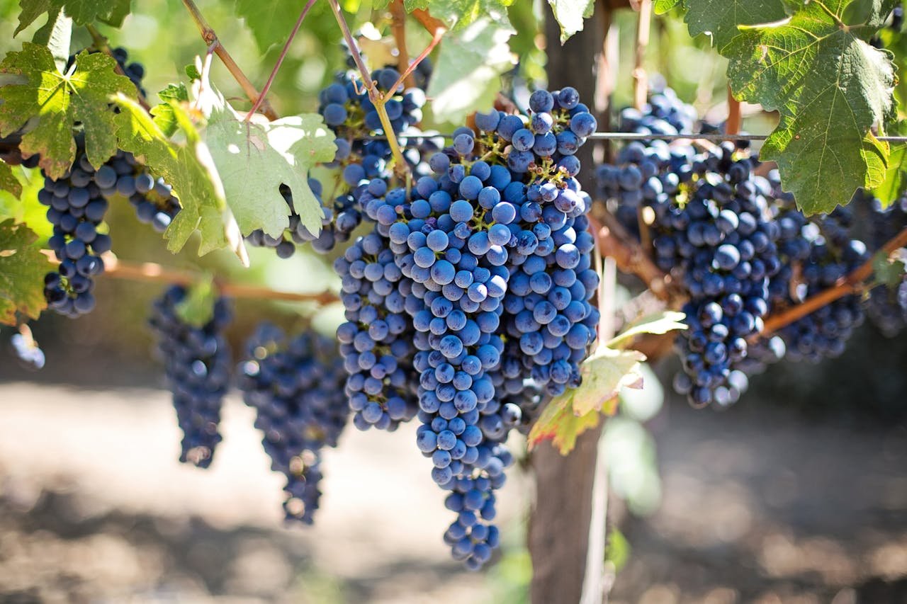 purple-grapes-vineyard-napa-valley-napa-vineyard-45209-45209.jpg